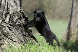 SCHIPPERKE 741